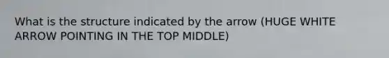 What is the structure indicated by the arrow (HUGE WHITE ARROW POINTING IN THE TOP MIDDLE)