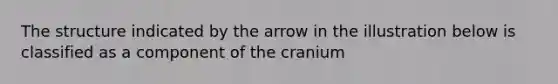 The structure indicated by the arrow in the illustration below is classified as a component of the cranium