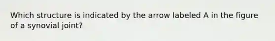 Which structure is indicated by the arrow labeled A in the figure of a synovial joint?