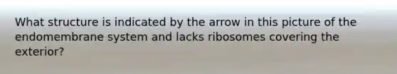 What structure is indicated by the arrow in this picture of the endomembrane system and lacks ribosomes covering the exterior?