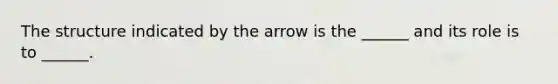 The structure indicated by the arrow is the ______ and its role is to ______.