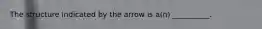 The structure indicated by the arrow is a(n) __________.