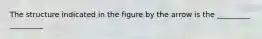 The structure indicated in the figure by the arrow is the _________ _________