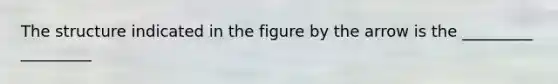 The structure indicated in the figure by the arrow is the _________ _________
