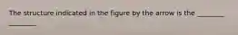 The structure indicated in the figure by the arrow is the ________ ________