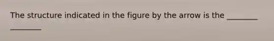 The structure indicated in the figure by the arrow is the ________ ________