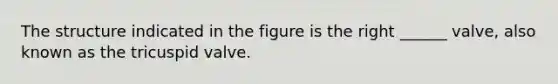 The structure indicated in the figure is the right ______ valve, also known as the tricuspid valve.