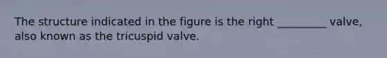 The structure indicated in the figure is the right _________ valve, also known as the tricuspid valve.