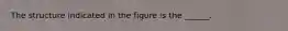 The structure indicated in the figure is the ______.