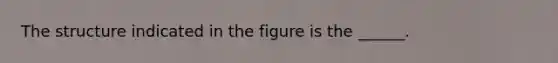 The structure indicated in the figure is the ______.