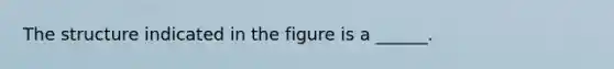 The structure indicated in the figure is a ______.