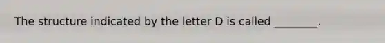 The structure indicated by the letter D is called ________.