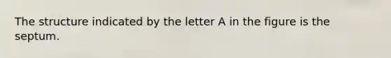 The structure indicated by the letter A in the figure is the septum.