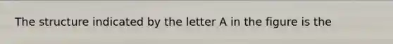 The structure indicated by the letter A in the figure is the