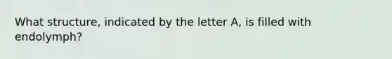 What structure, indicated by the letter A, is filled with endolymph?