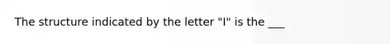 The structure indicated by the letter "I" is the ___