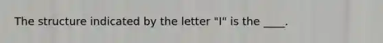 The structure indicated by the letter "I" is the ____.