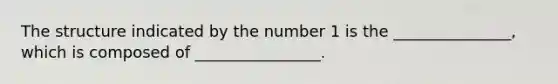 The structure indicated by the number 1 is the _______________, which is composed of ________________.