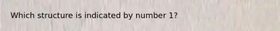 Which structure is indicated by number 1?