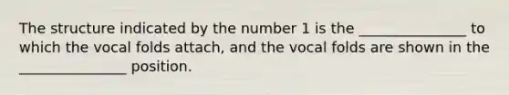 The structure indicated by the number 1 is the _______________ to which the vocal folds attach, and the vocal folds are shown in the _______________ position.