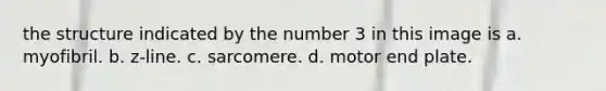 the structure indicated by the number 3 in this image is a. ​myofibril. b. ​z-line. c. ​sarcomere. d. ​motor end plate.