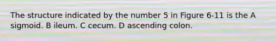 The structure indicated by the number 5 in Figure 6-11 is the A sigmoid. B ileum. C cecum. D ascending colon.