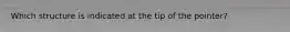 Which structure is indicated at the tip of the pointer?