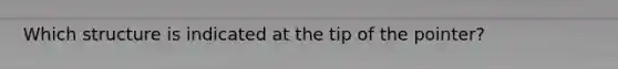 Which structure is indicated at the tip of the pointer?