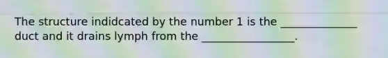 The structure indidcated by the number 1 is the ______________ duct and it drains lymph from the _________________.