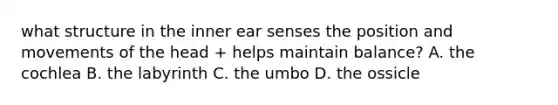 what structure in the inner ear senses the position and movements of the head + helps maintain balance? A. the cochlea B. the labyrinth C. the umbo D. the ossicle