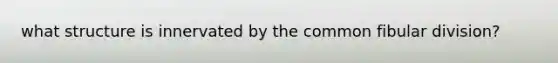 what structure is innervated by the common fibular division?