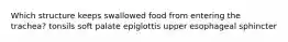 Which structure keeps swallowed food from entering the trachea? tonsils soft palate epiglottis upper esophageal sphincter