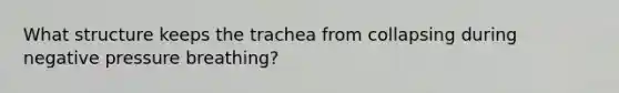 What structure keeps the trachea from collapsing during negative pressure breathing?