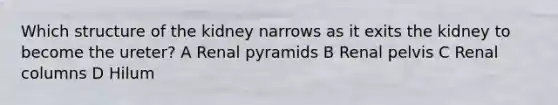 Which structure of the kidney narrows as it exits the kidney to become the ureter? A Renal pyramids B Renal pelvis C Renal columns D Hilum