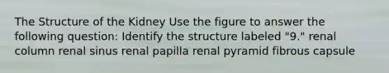 The Structure of the Kidney Use the figure to answer the following question: Identify the structure labeled "9." renal column renal sinus renal papilla renal pyramid fibrous capsule