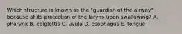Which structure is known as the "guardian of the airway" because of its protection of the larynx upon swallowing? A. pharynx B. epiglottis C. uvula D. esophagus E. tongue