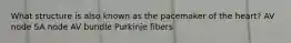 What structure is also known as the pacemaker of the heart? AV node SA node AV bundle Purkinje fibers