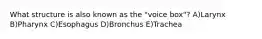 What structure is also known as the "voice box"? A)Larynx B)Pharynx C)Esophagus D)Bronchus E)Trachea