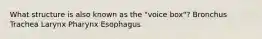 What structure is also known as the "voice box"? Bronchus Trachea Larynx Pharynx Esophagus