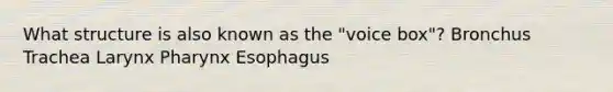 What structure is also known as the "voice box"? Bronchus Trachea Larynx Pharynx Esophagus