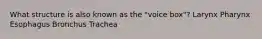 What structure is also known as the "voice box"? Larynx Pharynx Esophagus Bronchus Trachea