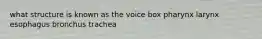 what structure is known as the voice box pharynx larynx esophagus bronchus trachea