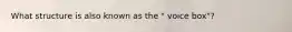What structure is also known as the " voice box"?