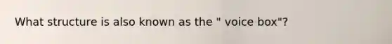 What structure is also known as the " voice box"?