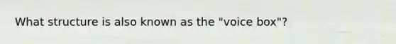 What structure is also known as the "voice box"?