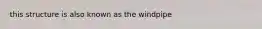 this structure is also known as the windpipe