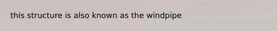 this structure is also known as the windpipe