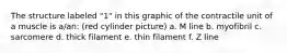 The structure labeled "1" in this graphic of the contractile unit of a muscle is a/an: (red cylinder picture) a. M line b. myofibril c. sarcomere d. thick filament e. thin filament f. Z line