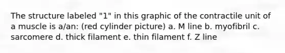 The structure labeled "1" in this graphic of the contractile unit of a muscle is a/an: (red cylinder picture) a. M line b. myofibril c. sarcomere d. thick filament e. thin filament f. Z line