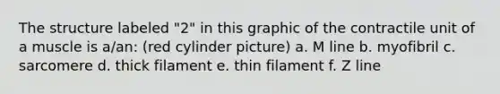 The structure labeled "2" in this graphic of the contractile unit of a muscle is a/an: (red cylinder picture) a. M line b. myofibril c. sarcomere d. thick filament e. thin filament f. Z line